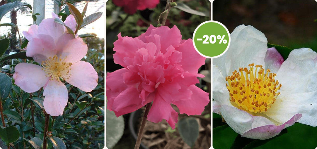 diapo-25-09-promotions