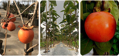 diapo-25-11-nouveaute-mobile