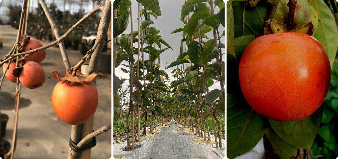 diapo-25-11-nouveaute