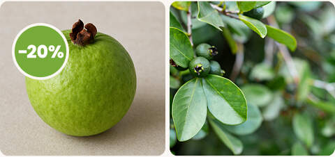 diapo-25-11-promotions-mobile