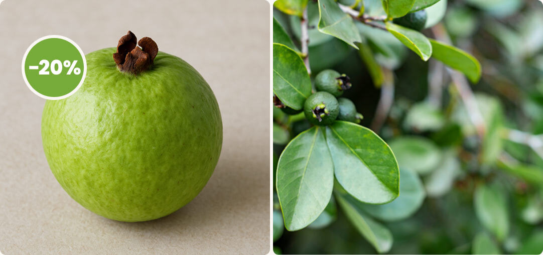 diapo-25-11-promotions