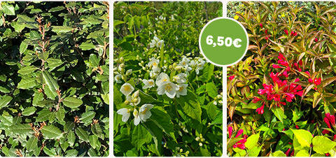 diapo-26-04-promotions-mobile