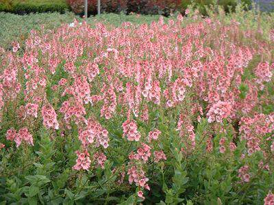 Diascia - DIASCA rigescens - Vivace