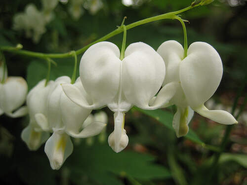 Coeur de Marie - DICENTRA spectabilis 'Alba' - Vivace