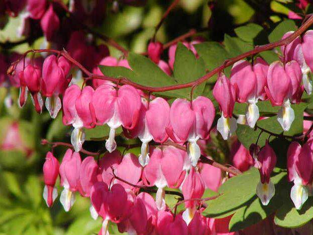 Coeur de Marie - DICENTRA spectabilis - Vivace