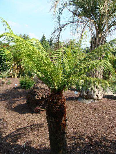 DICKSONIA antartica Arboretum