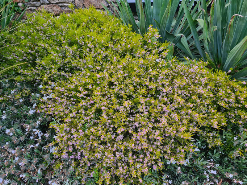 Plante du pêcheur - DIOSMA hirsuta 'Sunset gold' - Arbuste