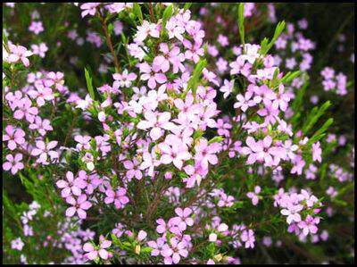 Diosma
