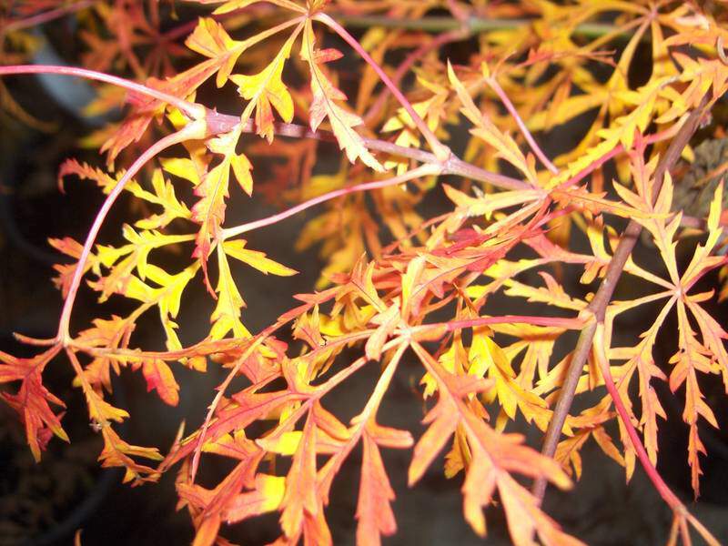 Erable du Japon - ACER palmatum 'Dissectum' - Arbuste