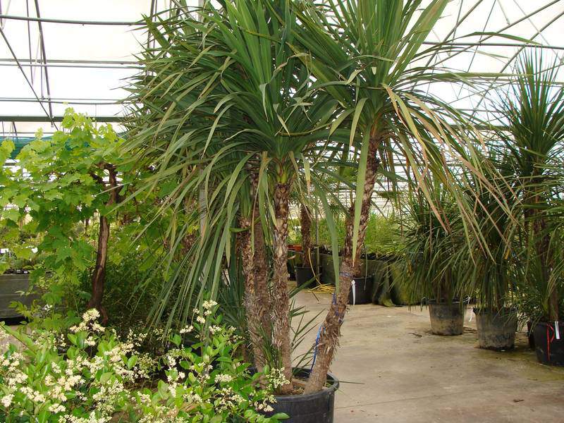 = Dracaena indivisa - CORDYLINE australis - Petit arbre