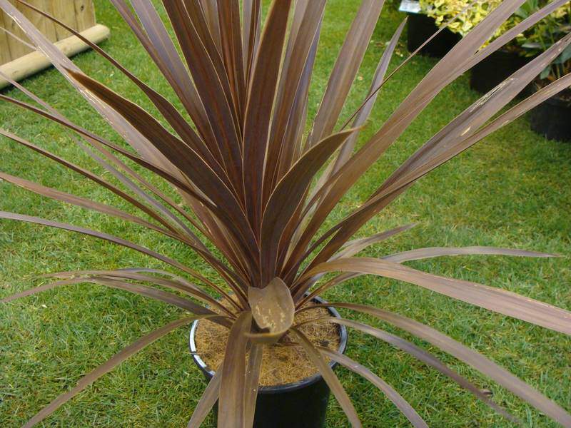 Cordyline pourpre - CORDYLINE australis 'Purpurea' - Petit arbre