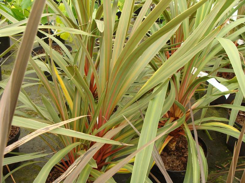 Cordyline - CORDYLINE australis 'Sundance' - Petit arbre