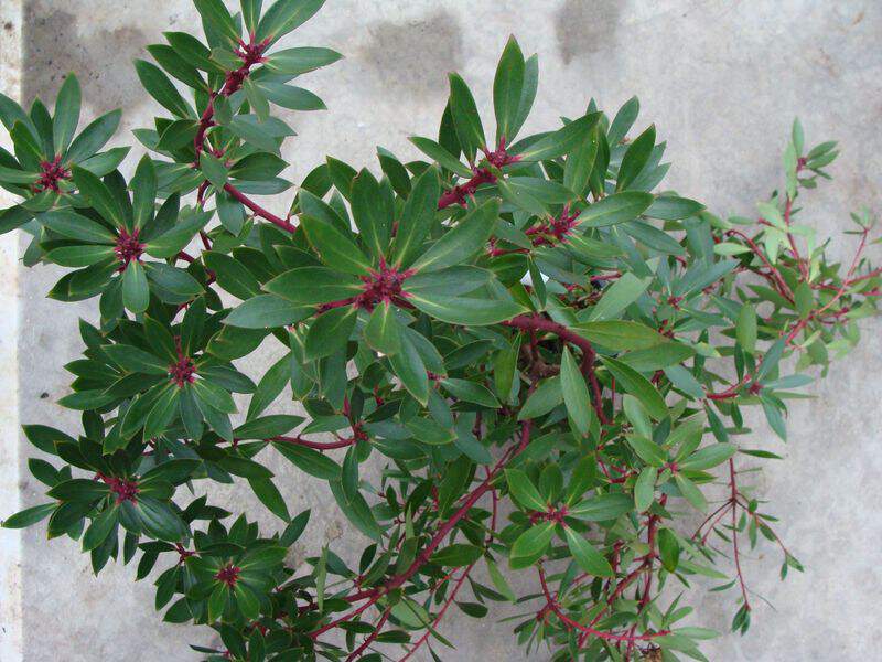 Drymis, Poivre de Tasmanie - DRYMIS aromatica - Arbuste