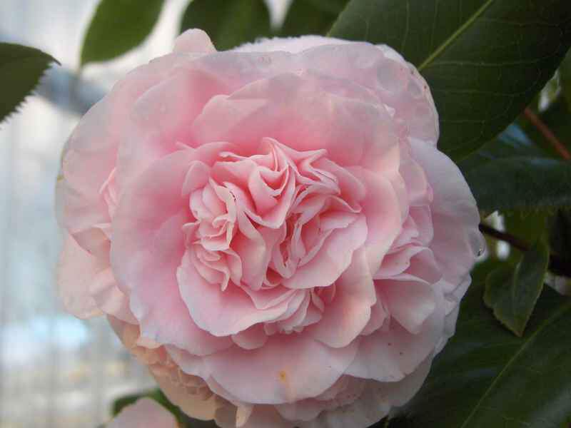 CAMELLIA 'Duchesse de Caze '