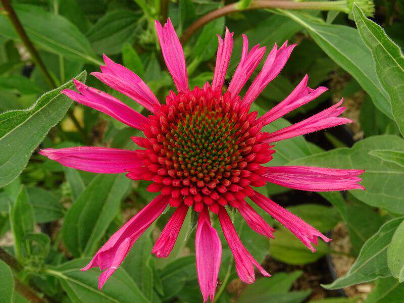 Rudbeckia pourpre - ECHINACEA purpurea 'Delicious Candy' - Vivace