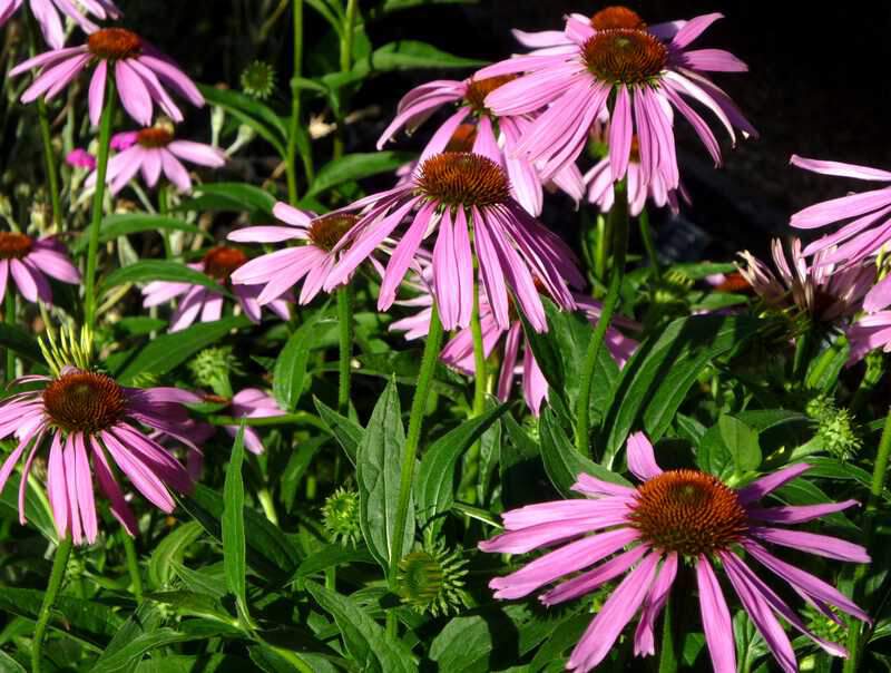 Rudbeckia pourpre - ECHINACEA purpurea - Vivace