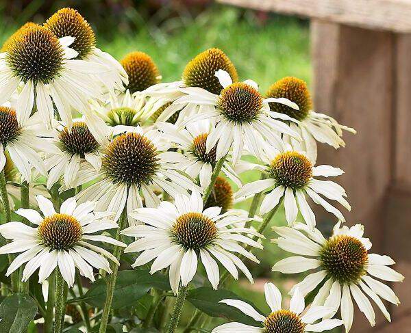 Rudbeckia - ECHINACEA purpurea 'Alba' - Vivace