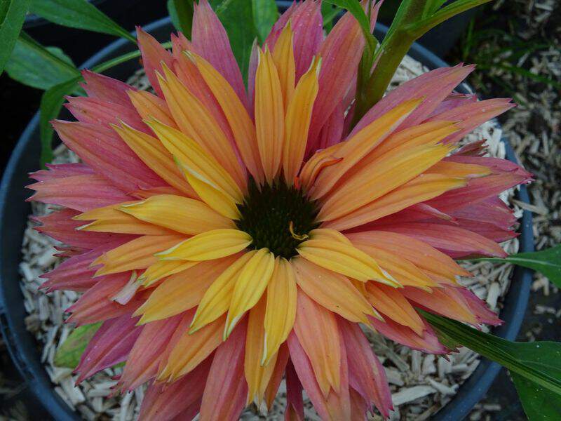 Rudbeckia pourpre - ECHINACEA 'Sunseekers Rainbow' - Vivace