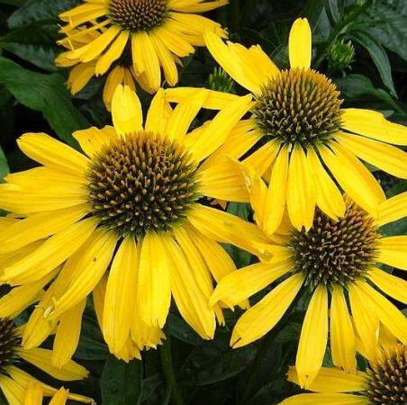 Rudbeckia pourpre - ECHINACEA 'Sunseeker® Yellow' - Vivace