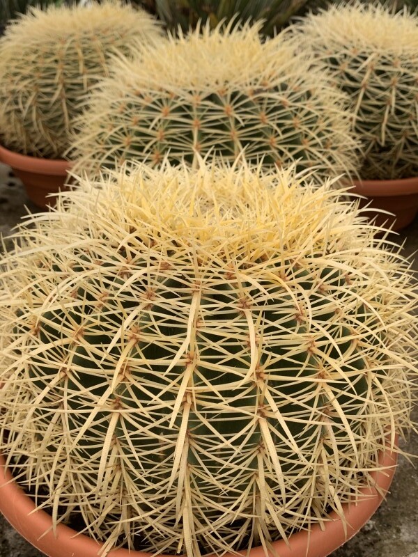 Coussin de belle-mère - ECHINOCACTUS 'grusonii' - Petit arbre