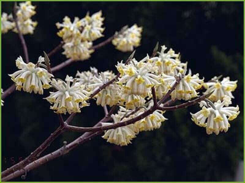 Buisson à papier - EDGEWORTHIA chrysantha - Arbuste