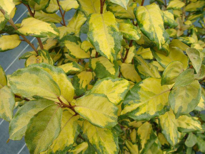 Elaeagnus - ELAEAGNUS ebbingei 'Coastal Gold' - Arbuste