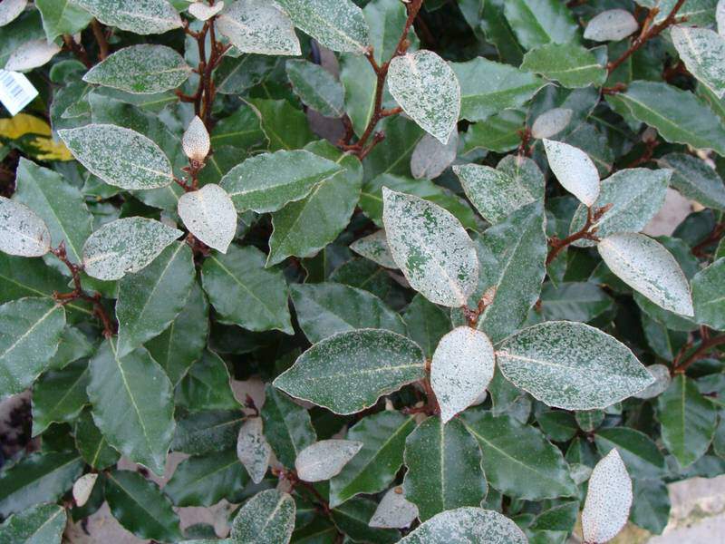 Chalef compact - ELAEAGNUS ebbingei 'Compacta' - Arbuste