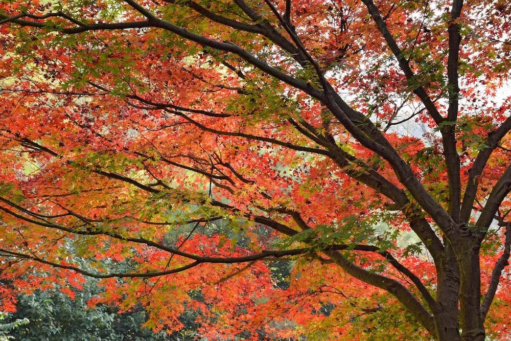 Érable du japon - Plantes terre de bruyère - Pépinière Huchet