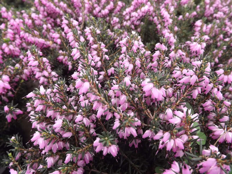 Bruyère - BRUYERE - ERICA darleyensis 'Fursey' - Arbuste