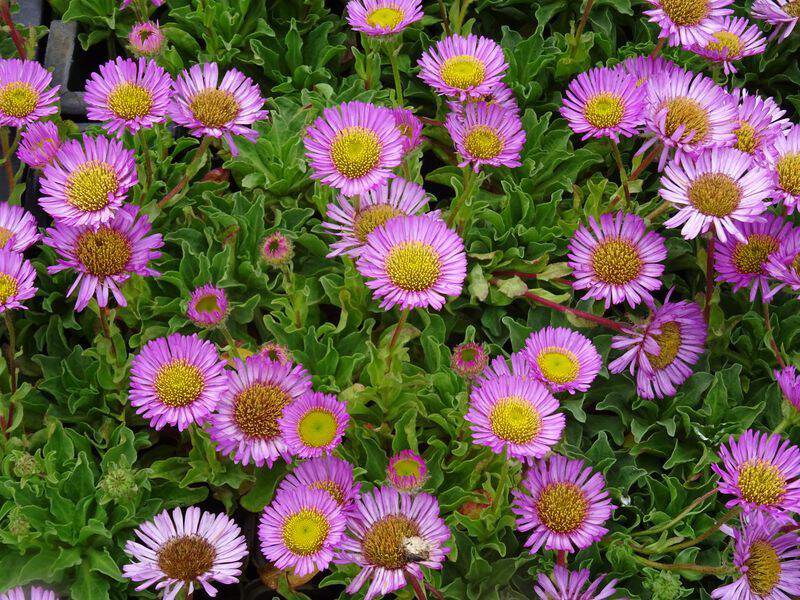 Erigeron - ERIGERON 'Sea Breeze' - Vivace