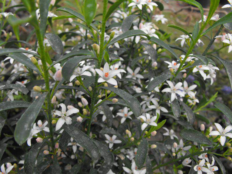 Eriostemon - Eriostemon myoporoides - Arbuste