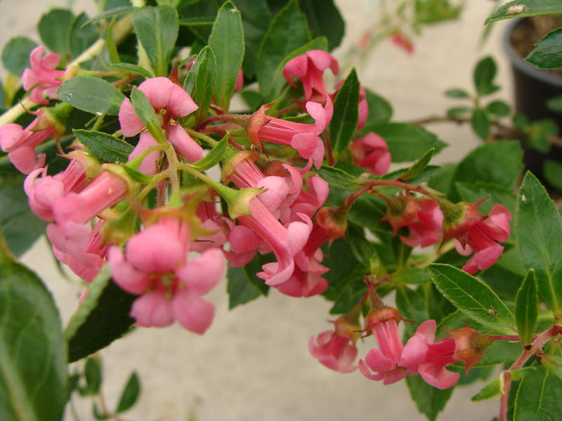 Escallonia - ESCALLONIA compacta 'Coccinea' - Arbuste