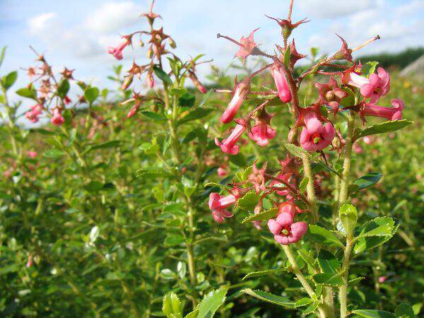 Escallonia - ESCALLONIA macrantha 'Rosea' - Arbuste