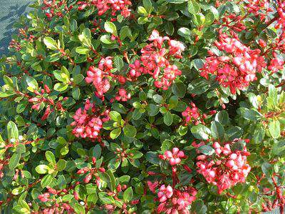 Escallonia - ESCALLONIA 'Red dream' - Arbuste