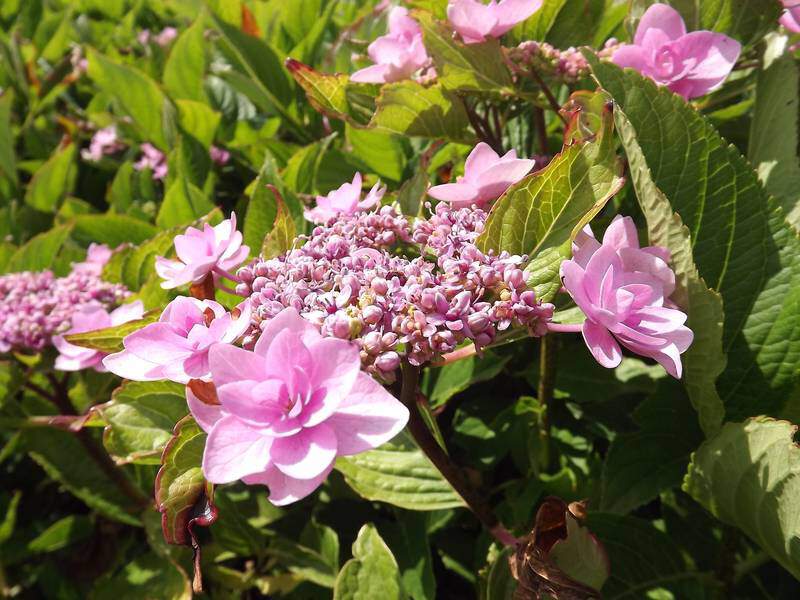 Hortensia - HYDRANGEA macrophylla 'Etoile violette' - Arbuste