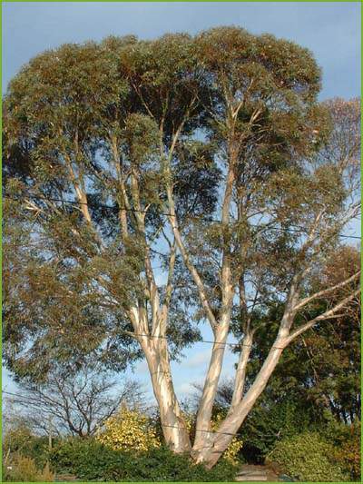  EUCALYPTUS niphopphylla 