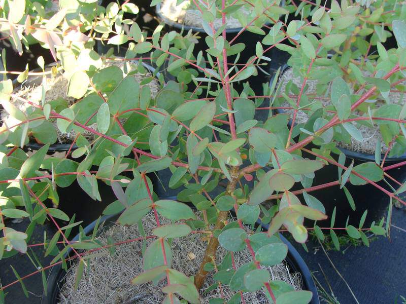 Eucalyptus - EUCALYPTUS parvifolia - Arbre