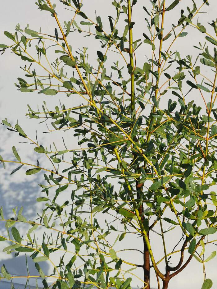 Gommier nain - EUCALYPTUS gunnii 'France bleu®' - Petit arbre