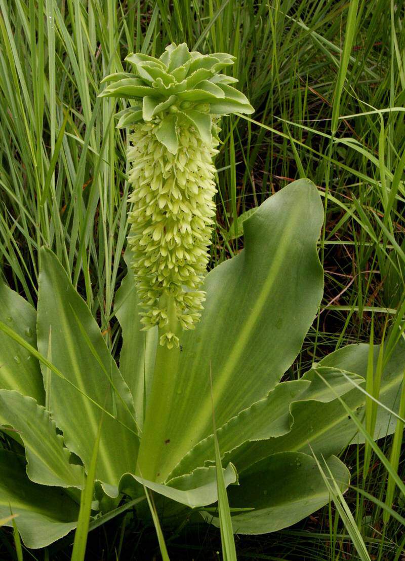 Fleur d'ananas - EUCOMIS autumnalis - lot de 3- - Bulbe