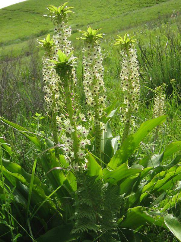 Fleur d'ananas - EUCOMIS comosa - Bulbe