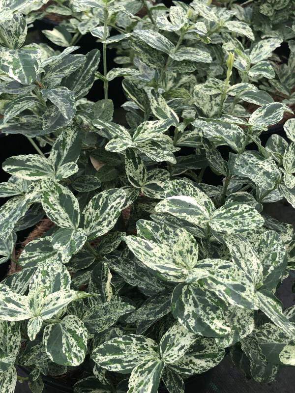 Fusain rampant - EUONYMUS fortunei 'Golden harlequin' - Arbuste