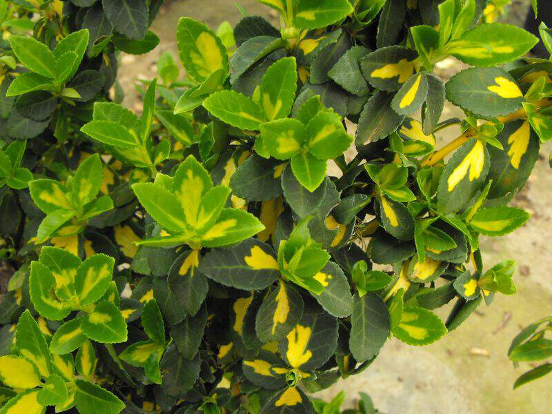 Fusain - EUONYMUS fortunei 'Blondy®' - Arbuste