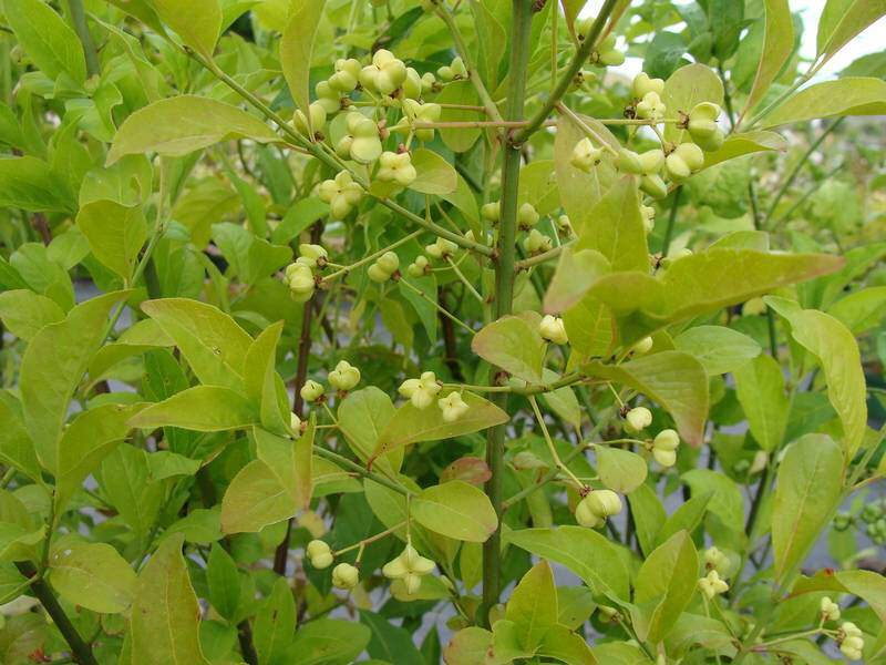 Fusain d'Europe - Euonymus Europaeus