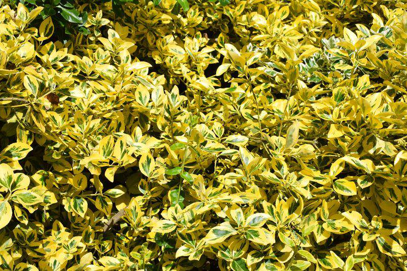 Fusain - EUONYMUS fortunei 'Emerald gold' - Arbuste