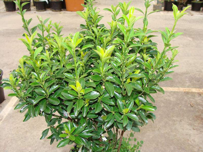 Fusain - EUONYMUS japonicus 'Microphyllus Pulchellus' - Arbuste