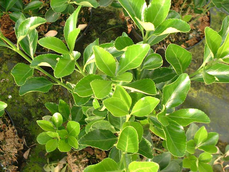 Fusain - EUONYMUS japonicus - Arbuste