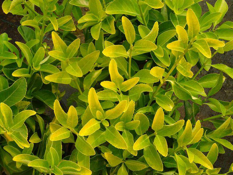 Fusain du Japon - EUONYMUS japonicus 'El Dorado' - Arbuste