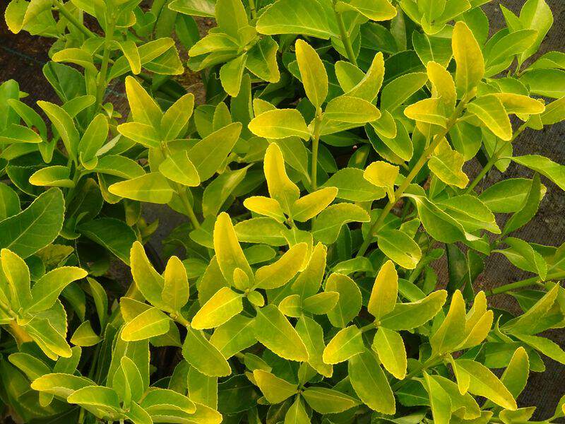 Fusain du Japon (Euonymus Japonicus) – Plante Île-de-France