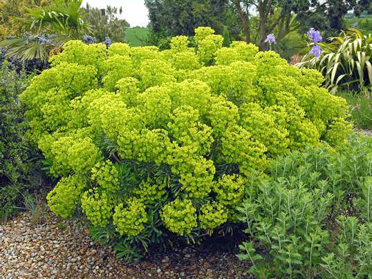 Euphorbe - EUPHORBIA chariacas 'Wulfenii' - Vivace