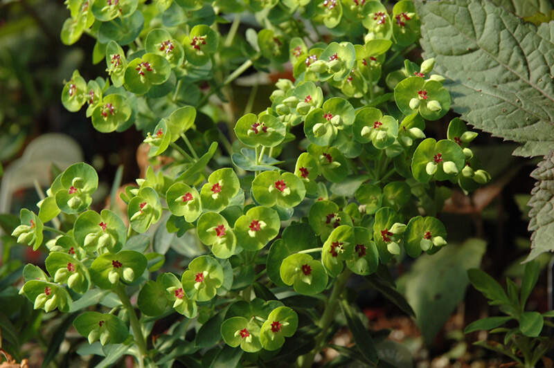 Euphorbe - EUPHORBIA martinii - Vivace